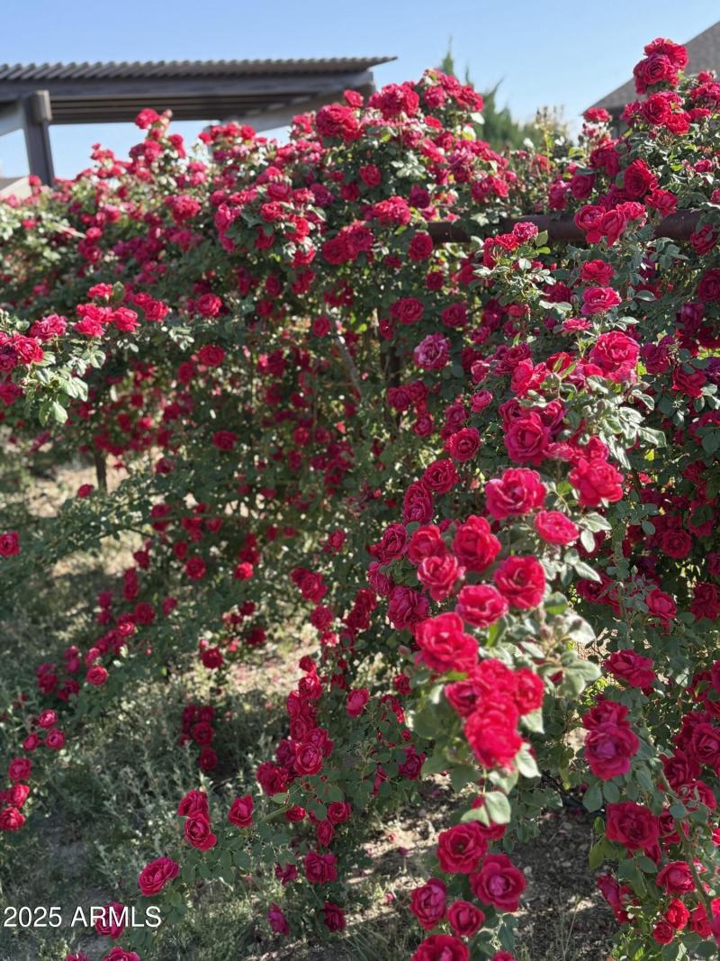 exensive landscaping