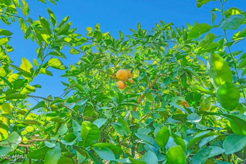 9364 W Cashman Dr-31