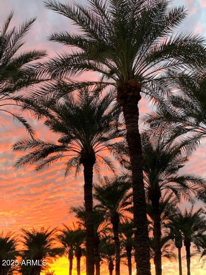 Palms and Sunset