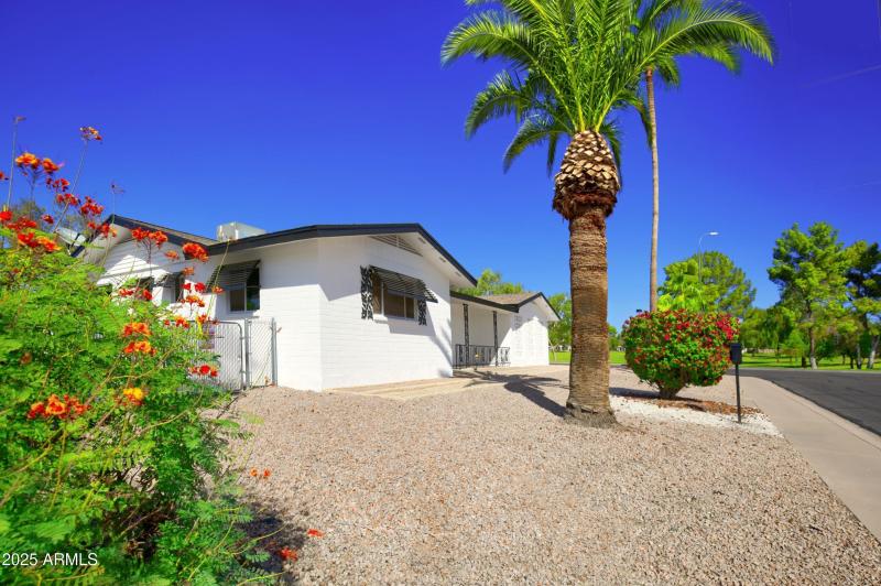 Palms