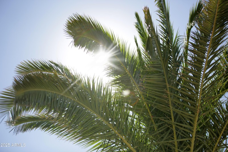 Palms