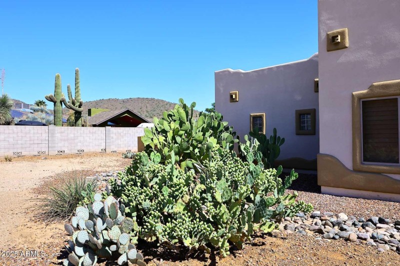 Cactus Garden