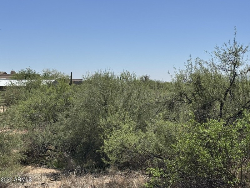 Lush Desert Vegetation