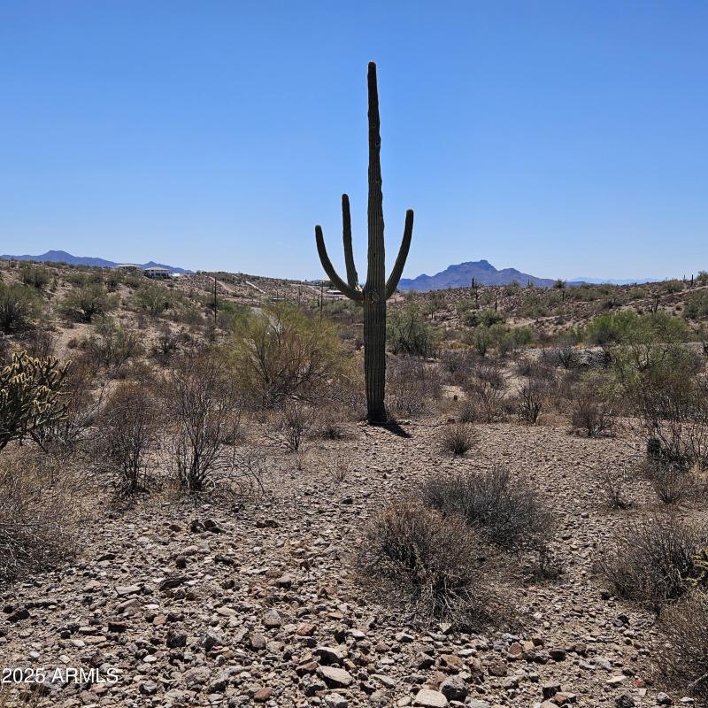 Elevated View with Saguaro