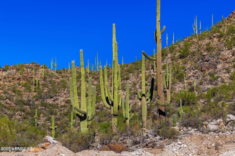 14124 N Tortolita Estates Drive