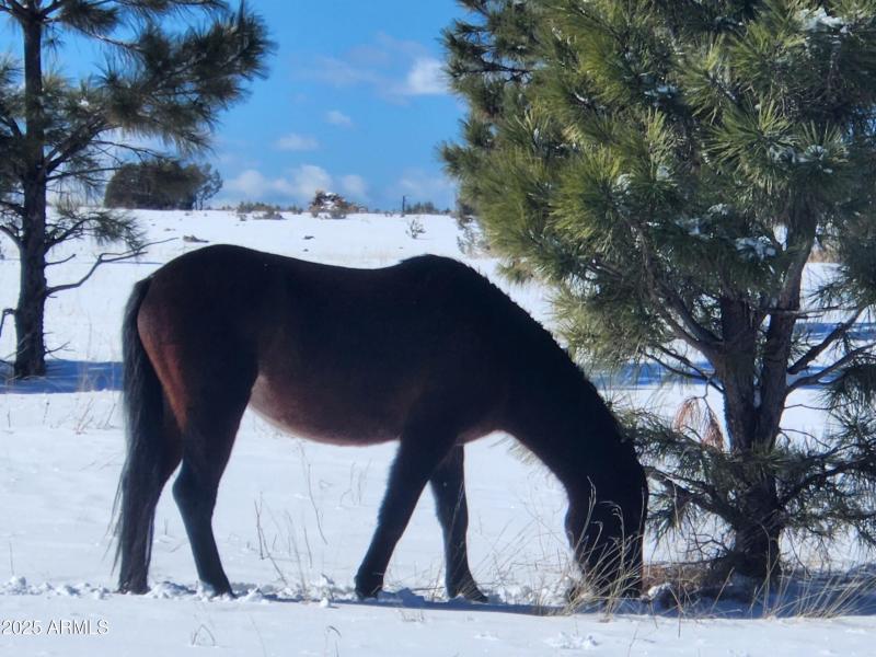 WILD HORSES