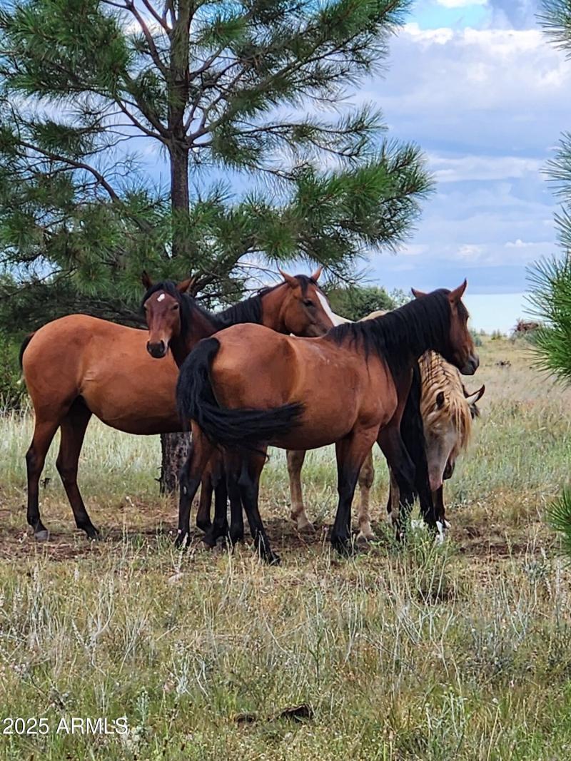 WILD HORSES