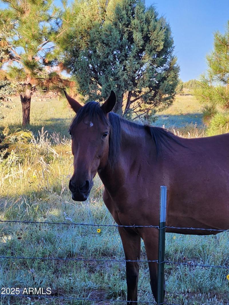 WILD HORSES