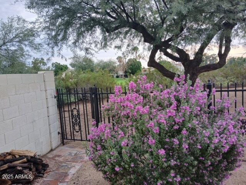 Texas Sage