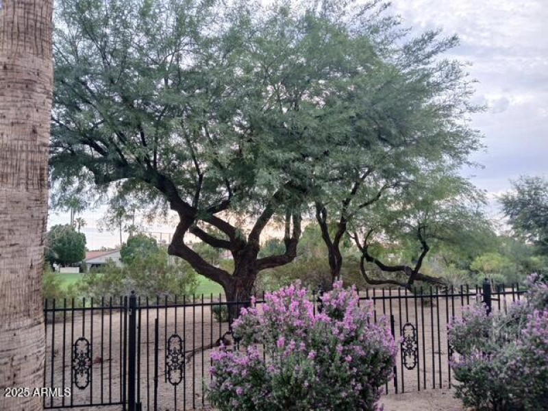 Texas Sage