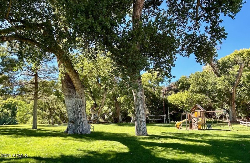 Grassy park w Sycamore trees