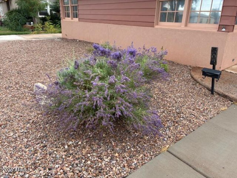 Lavender Bush