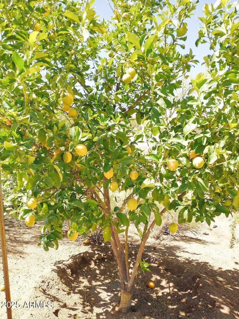 Fruit Trees