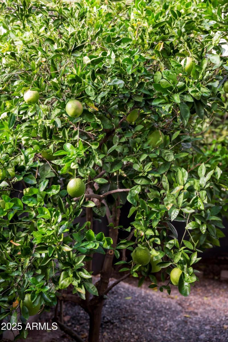 Citrus trees