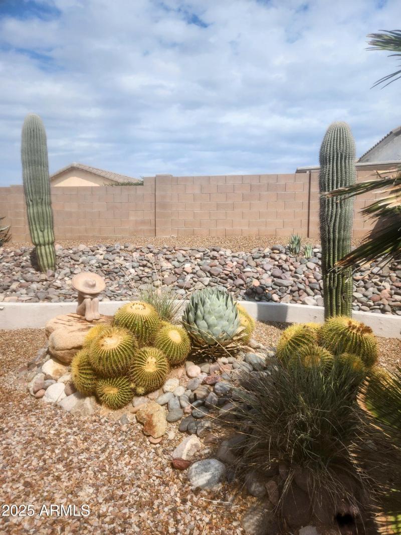 desert bacj