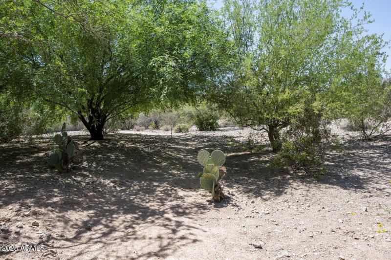 Desert Landscaping