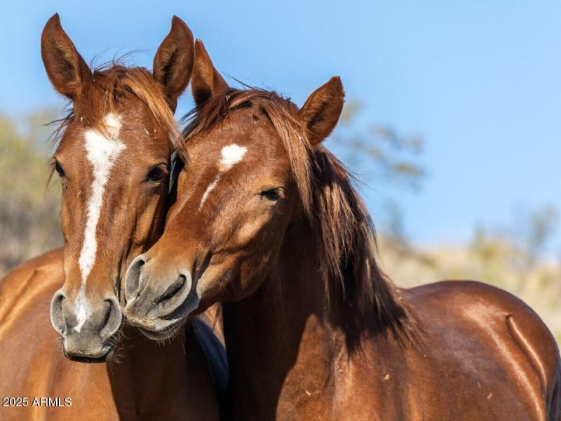 HORSE PROPERTY