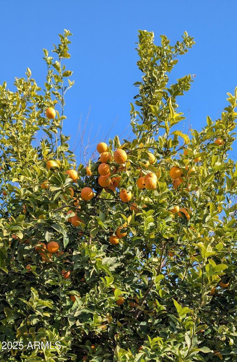 ORANGES