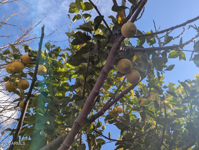 LEMONS