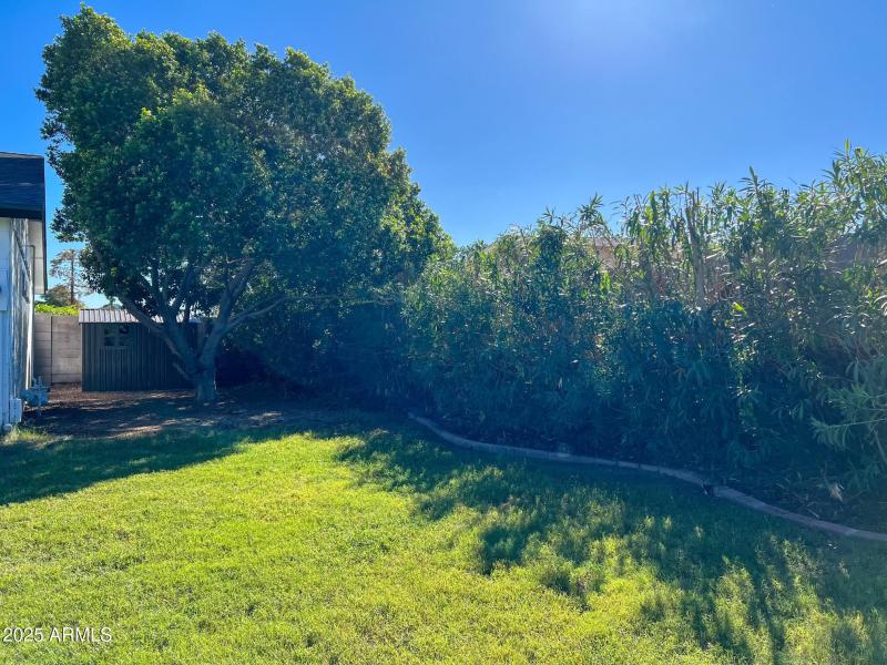 Corrine back side tree and shed