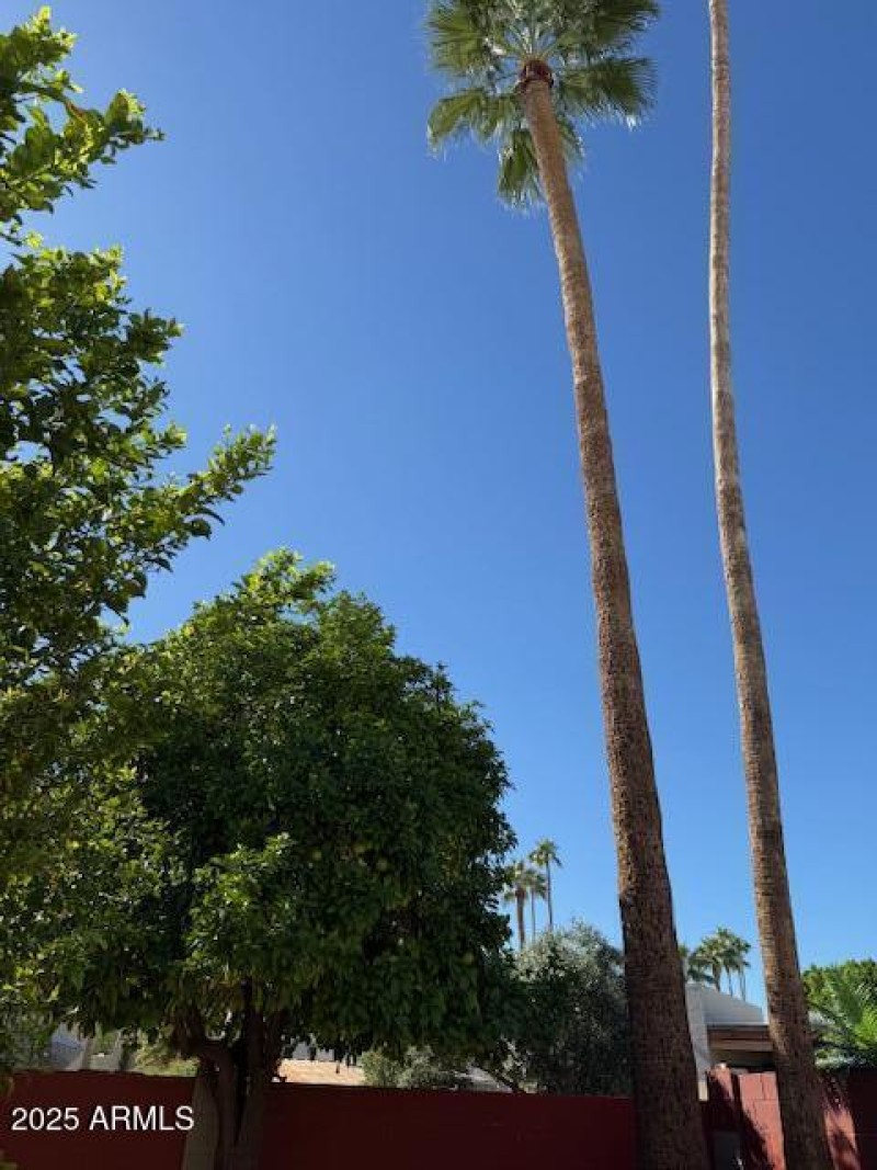 Villa Monterey - Backyard palm trees