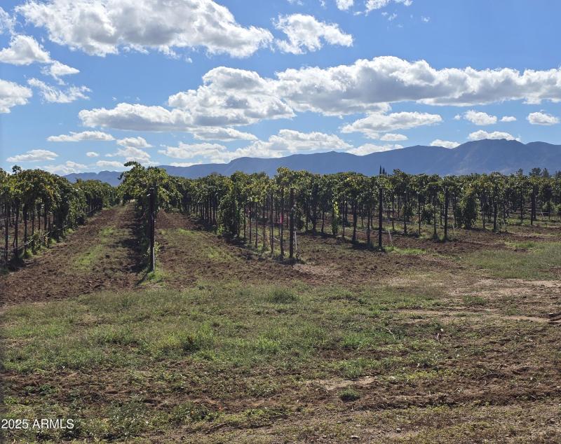 Vineyards