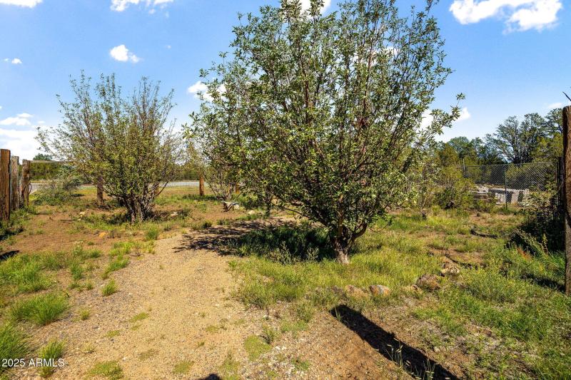 Fruit Trees