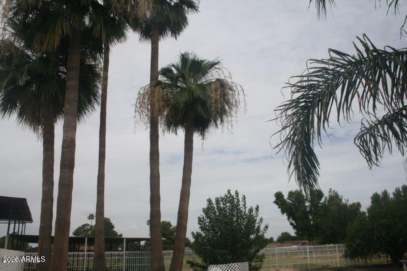 Back Yard5