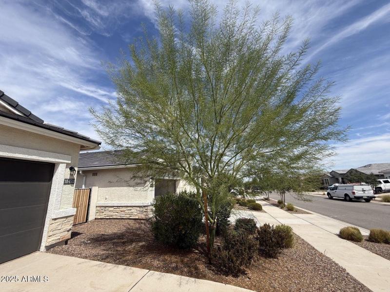 Front Yard 1