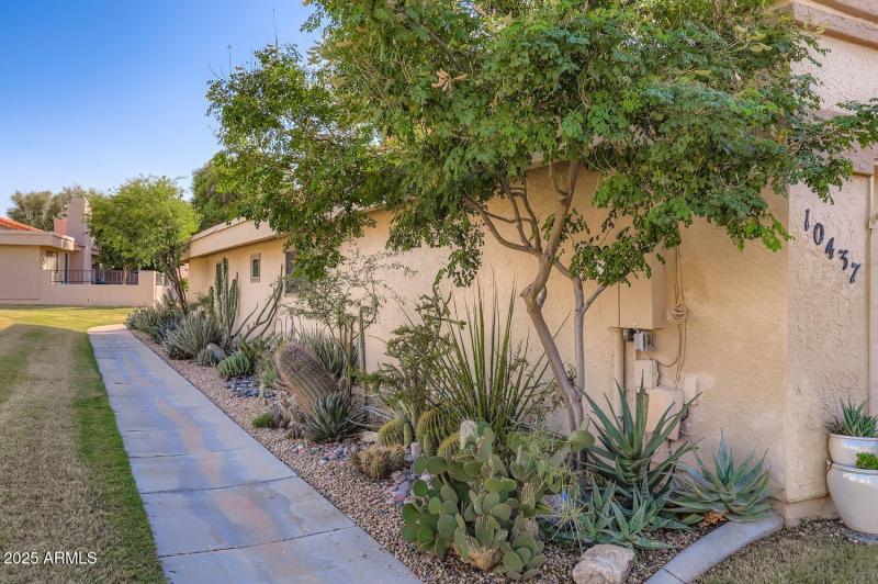 Cactus garden alongside home