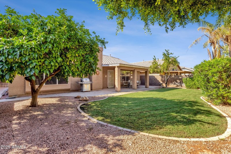 Mature Grapefruit Tree in Backyard