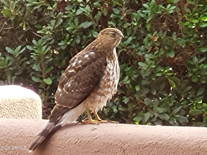 Hawk Visit