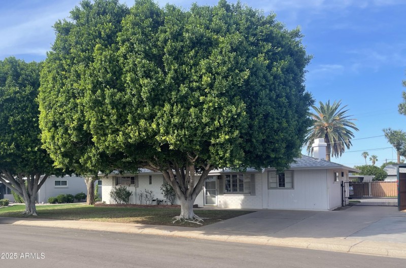 Huge Trees in Front Yard