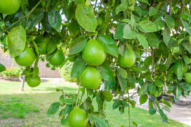 Citrus Trees