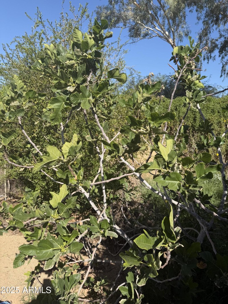 Fruit trees! Pomegranate, fig & lime