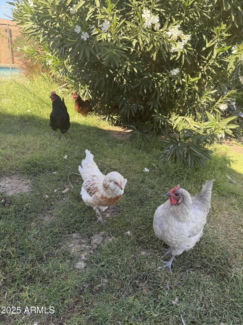 Bring your chickens, tons of room!