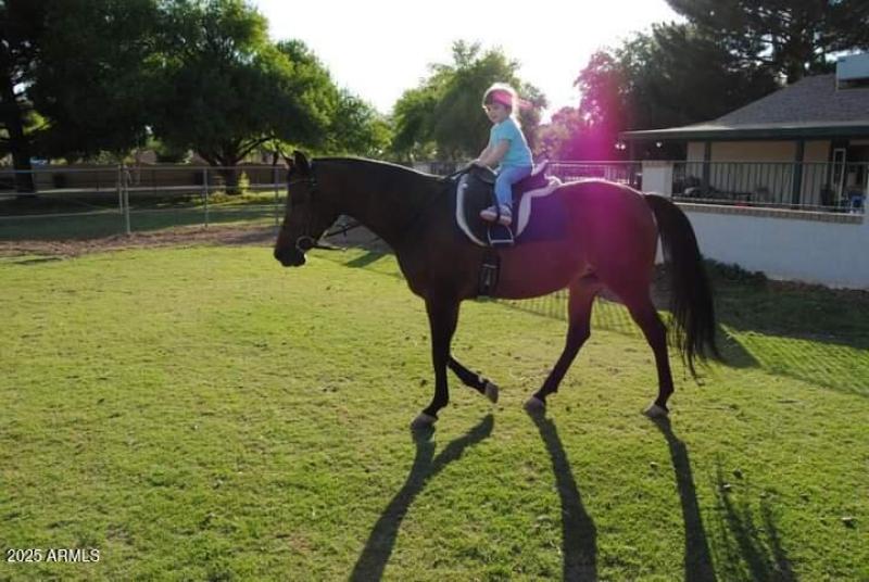 Block Fenced Backyard & Back Pasture