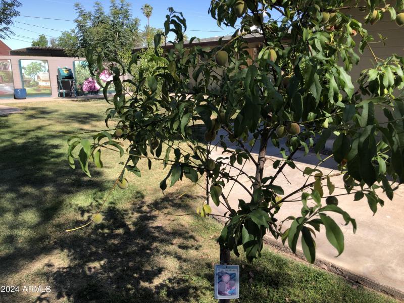 Peach Trees in Courtyard