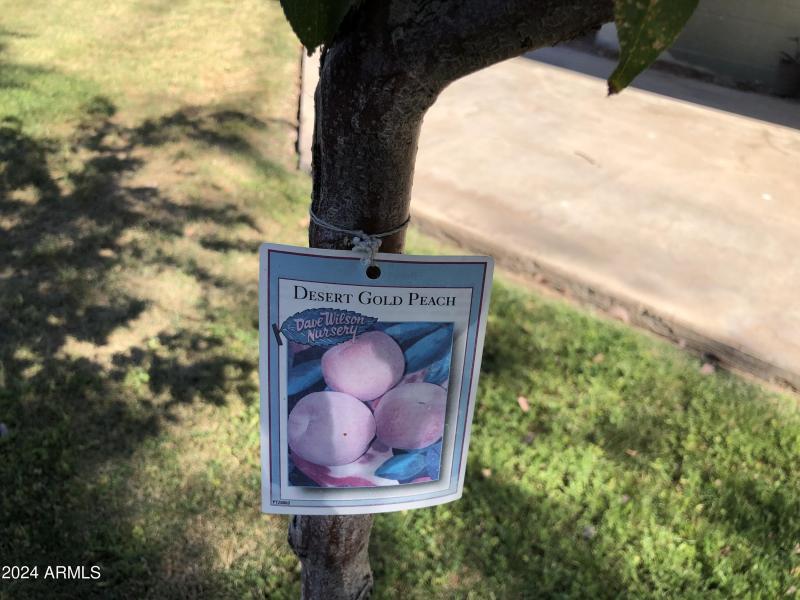 Desert Gold Peach