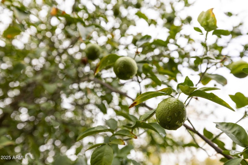 31-web-or-mls-_TM_1380