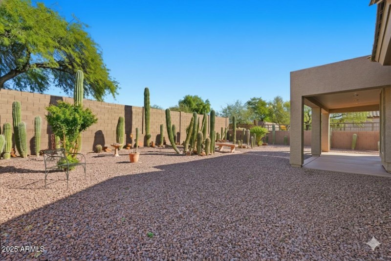 Low maintenance desert beauty