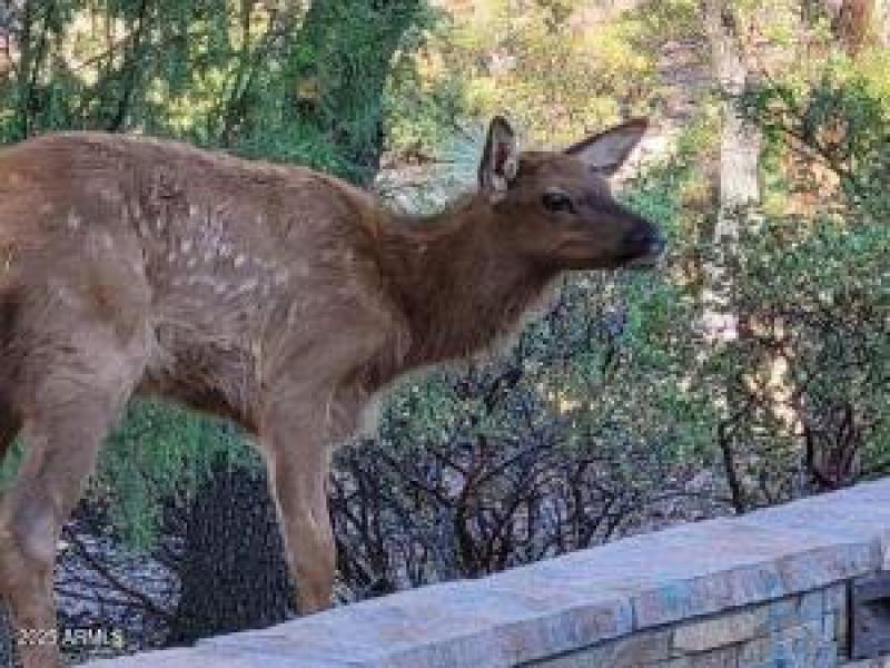 Baby Elk by Fountain Wall