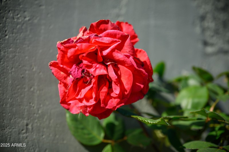 1450 Rocky Knolls-21