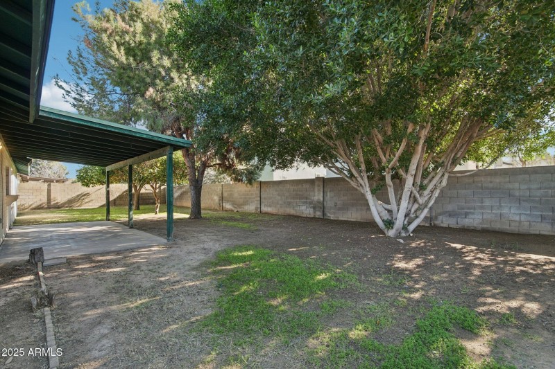 Mature Ficus and Pine Trees