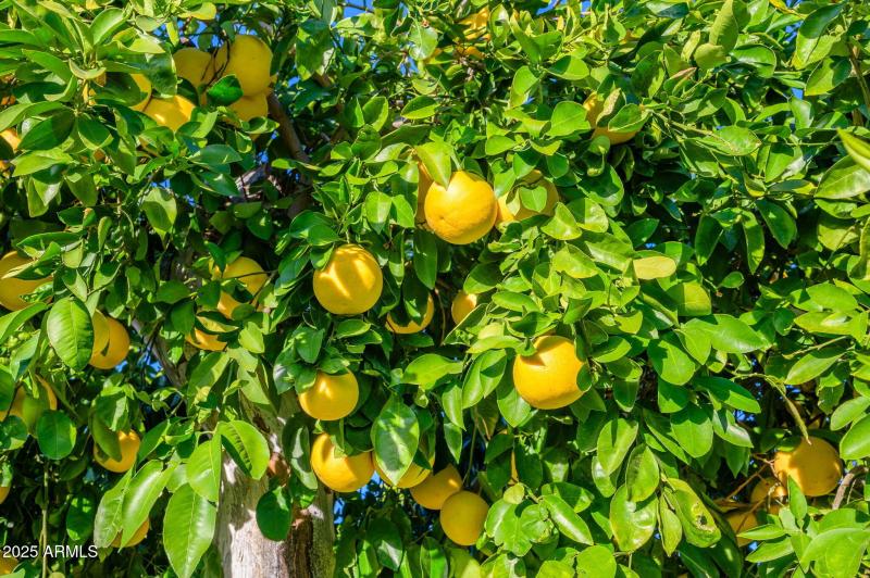 15-web-or-mls-Roundelay-15