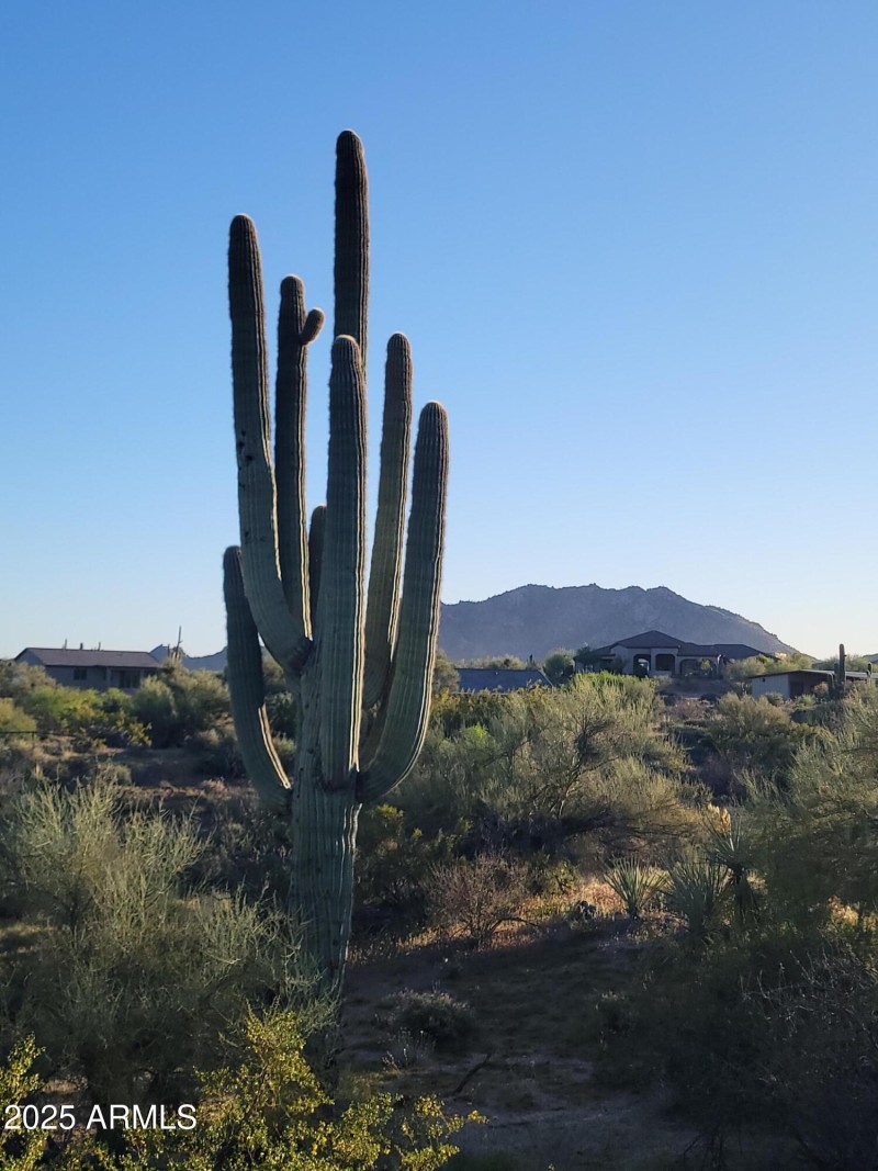 Towering Saguaro's
