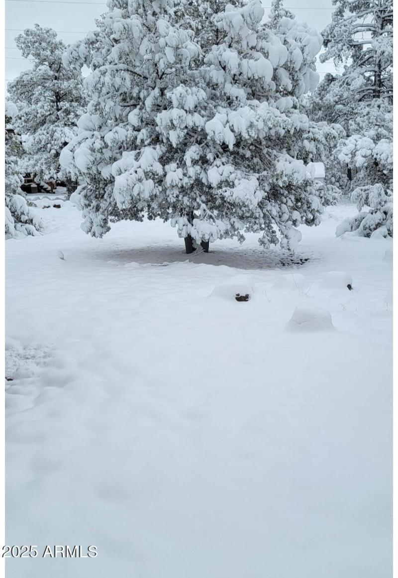 Backyard winter wonderland