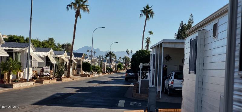 Palm trees_Superstition Mountains