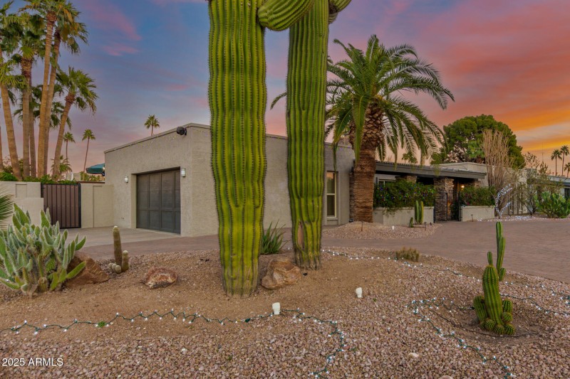 Mature landscape with towering cacti.