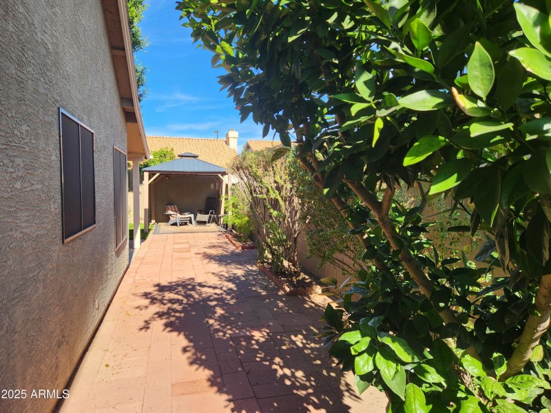 Orange Tree in Side yard